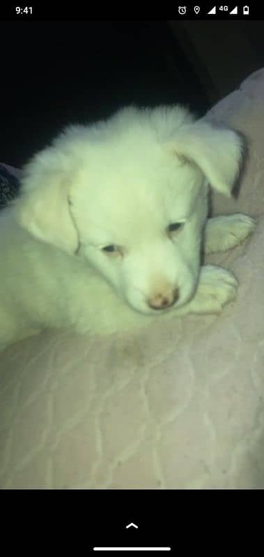 3 month White Puppy Freindly Tamed 0