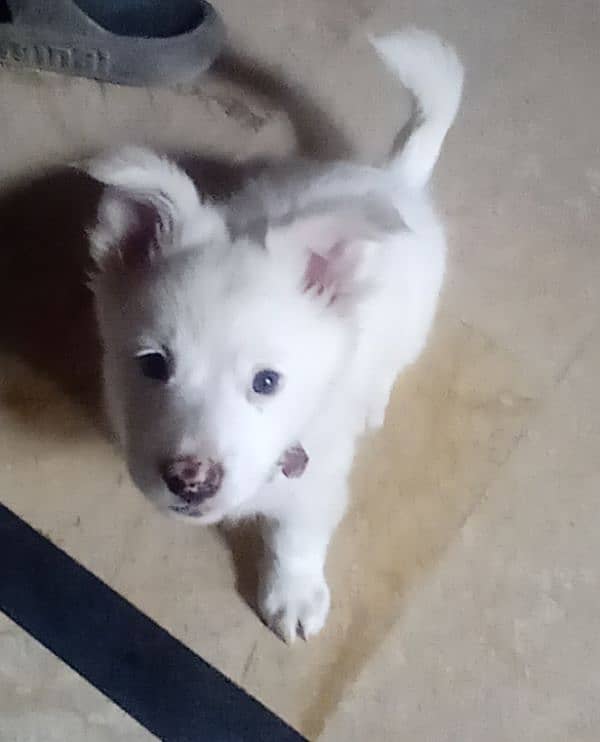 3 month White Puppy Freindly Tamed 1