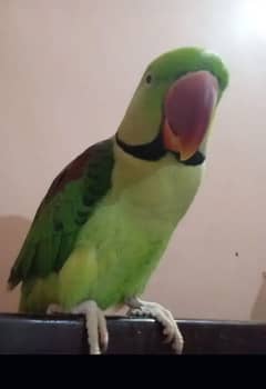 raw parrot for sale my WhatsApp number03106441528