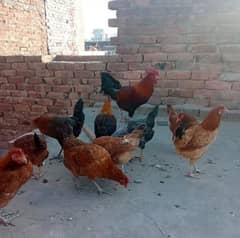 golden misri egg laying hens