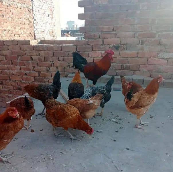 golden misri egg laying hens 0