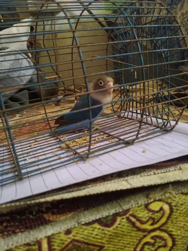 parrot for sale 0