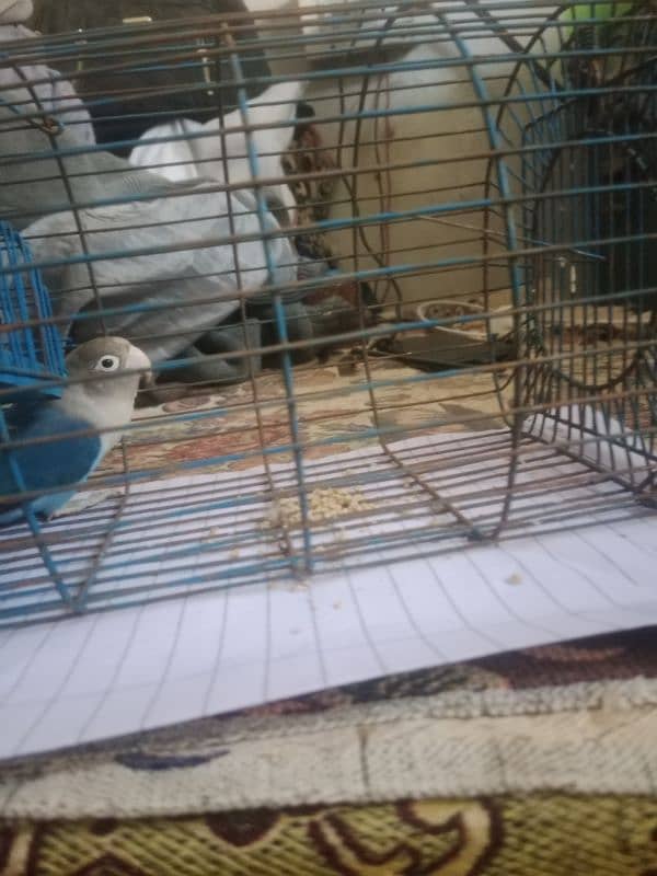 parrot for sale 1