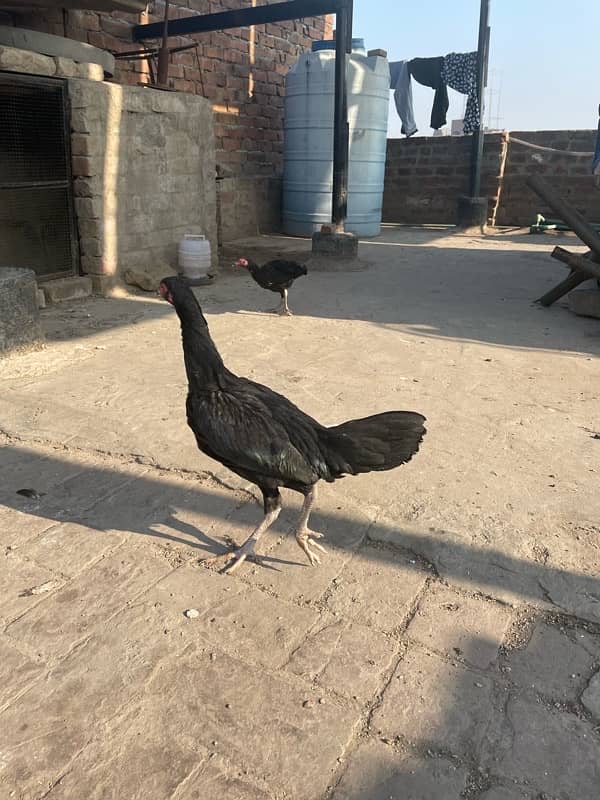 aseel thai chicks pair 5