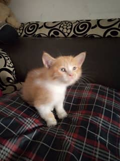 Persian kitten