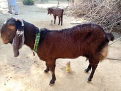 Bital Bakri With Male baby