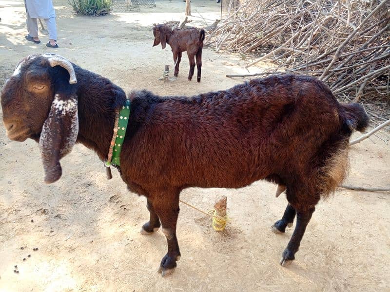 Bital Bakri With Male baby 0