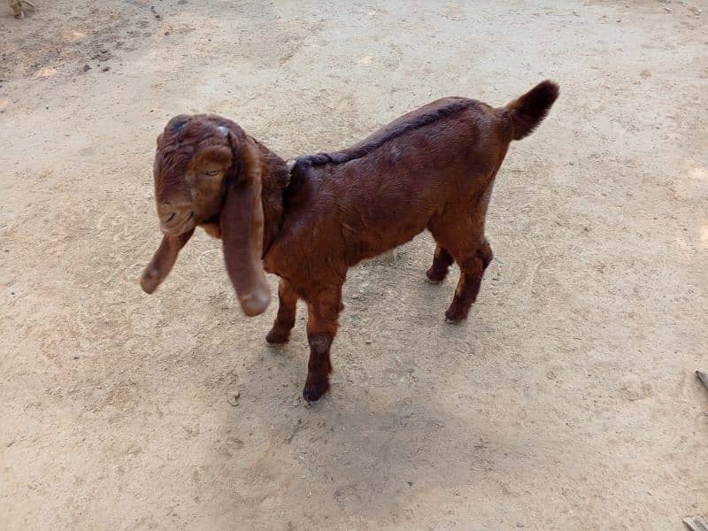 Bital Bakri With Male baby 1