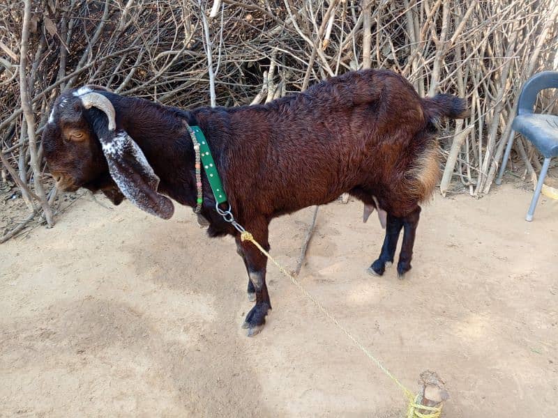 Bital Bakri With Male baby 2