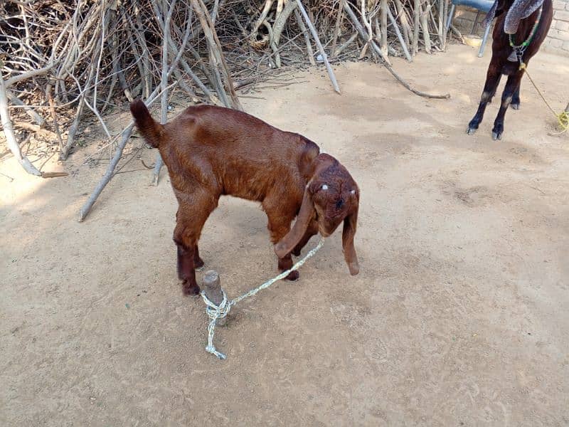 Bital Bakri With Male baby 3