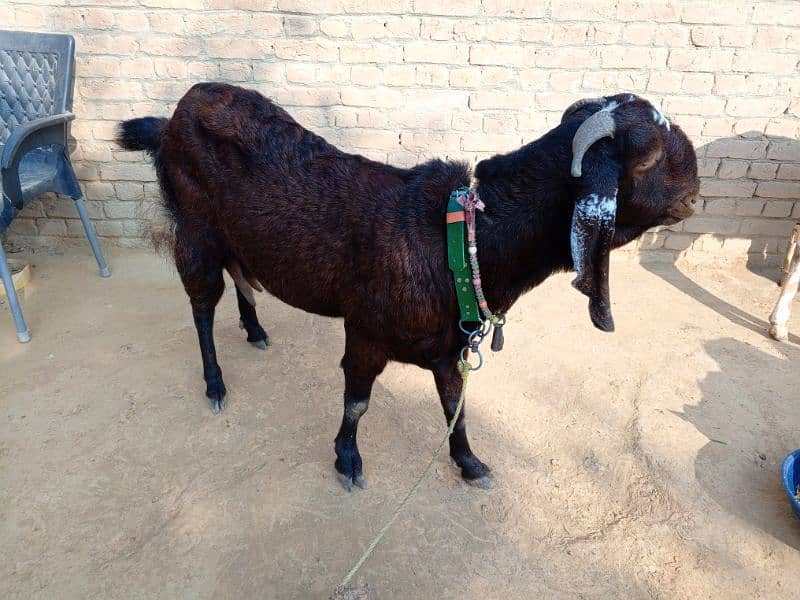 Bital Bakri With Male baby 4