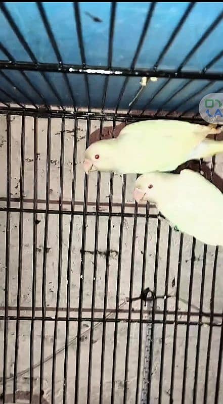 Opline,Albino,Lutino Love Birds 6