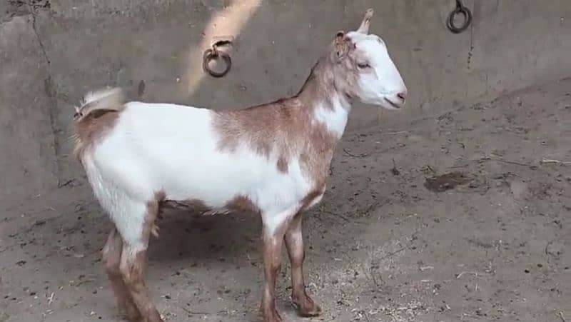 fresh do dant Bakri cross Hui Hai 0