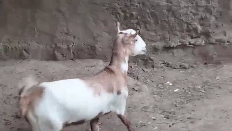 fresh do dant Bakri cross Hui Hai 1