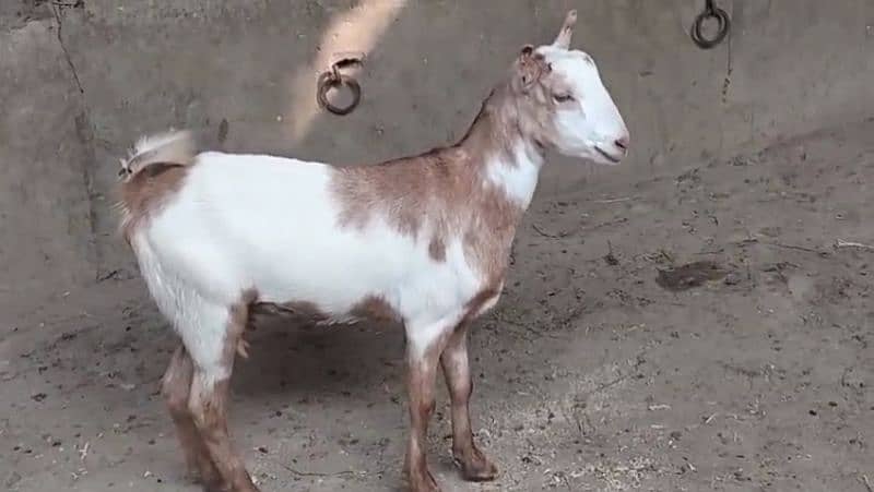 fresh do dant Bakri cross Hui Hai 2