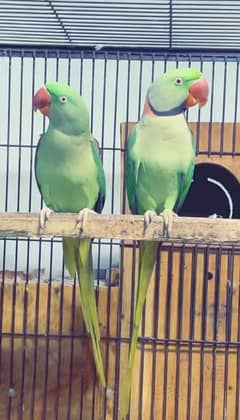 raw parrot for sale my WhatsApp number 0310*6441*528