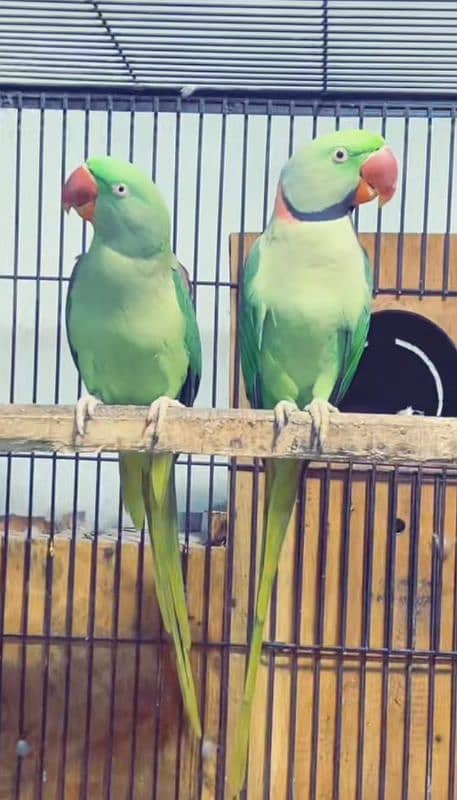 raw parrot for sale my WhatsApp number 0310*6441*528 0