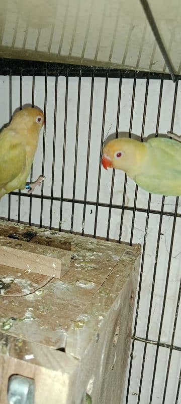 Love birds albino red eyes 1800 One paice 0