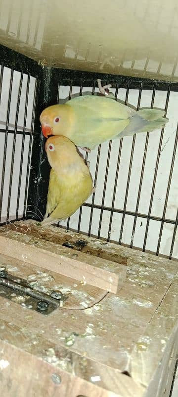 Love birds albino red eyes 1800 One paice 1