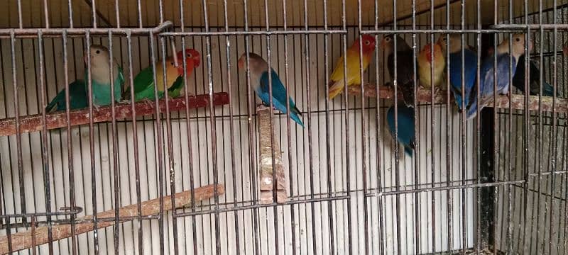 Love birds albino red eyes 1800 One paice 2