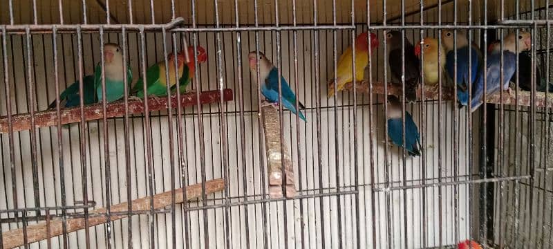 Love birds albino red eyes 1800 One paice 3