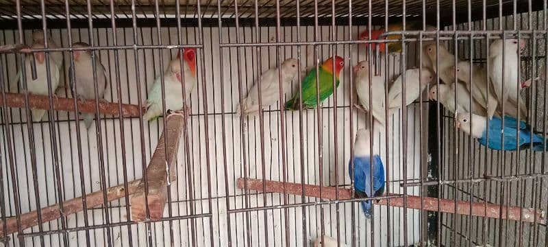 Love birds albino red eyes 1800 One paice 4