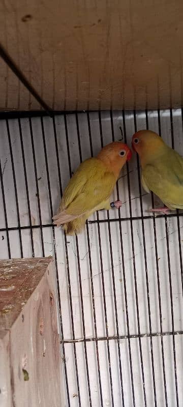 Love birds albino red eyes 1800 One paice 5