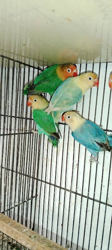 Love birds albino red eyes 1800 One paice 6