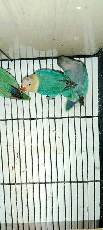 Love birds albino red eyes 1800 One paice 7