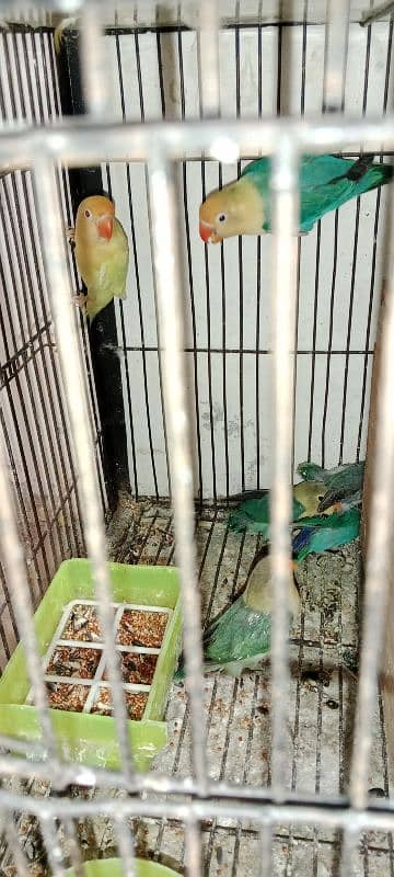 Love birds albino red eyes 1800 One paice 9