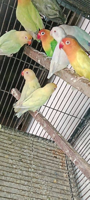 Love birds albino red eyes 1800 One paice 10