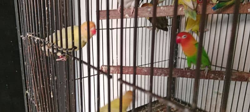 Love birds albino red eyes 1800 One paice 11