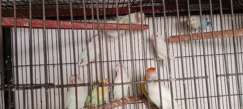 Love birds albino red eyes 1800 One paice 13