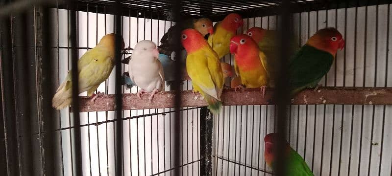 Love birds albino red eyes 1800 One paice 14