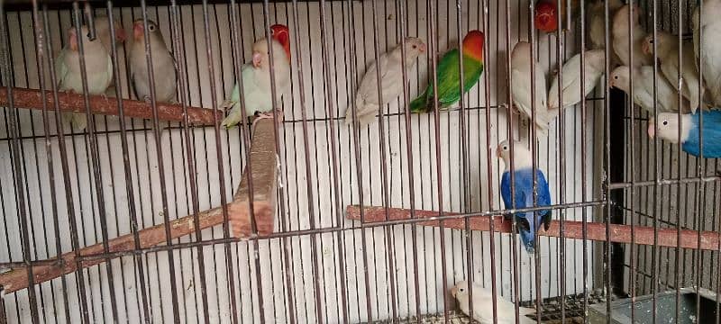 Love birds albino red eyes 1800 One paice 16