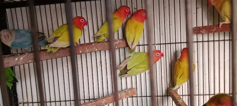 Love birds albino red eyes 1800 One paice 17