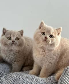 British shorthair