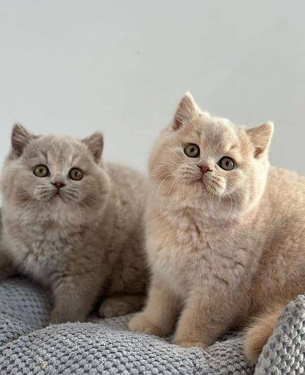 British shorthair 0