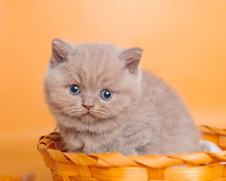 British shorthair 1