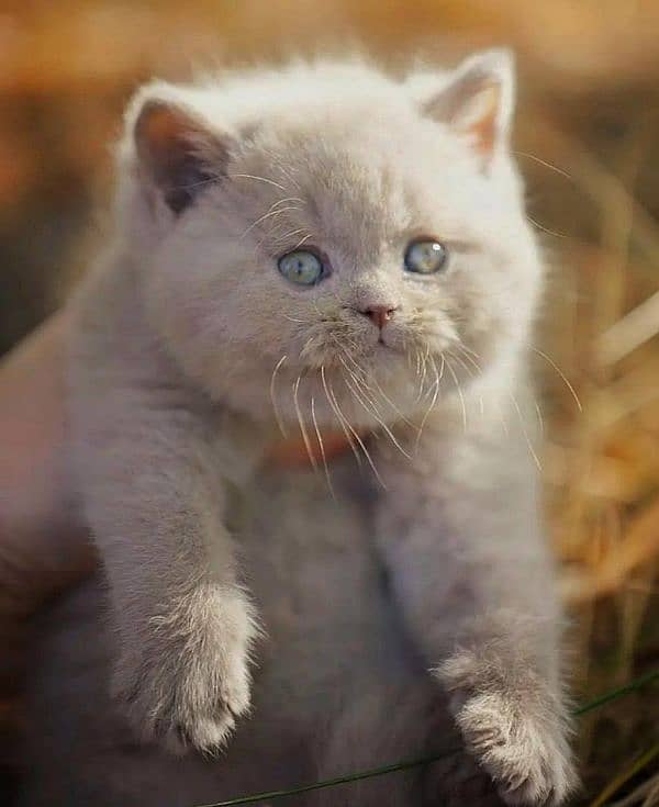 British shorthair 3