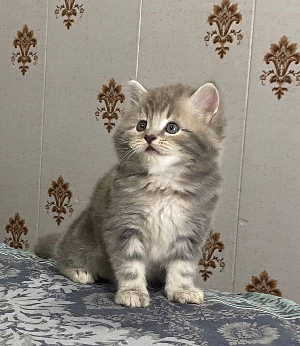 semi punch Persian kitten for sale 1