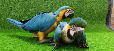 Macaw baby / Blue and Gold Macaw / imported parrots