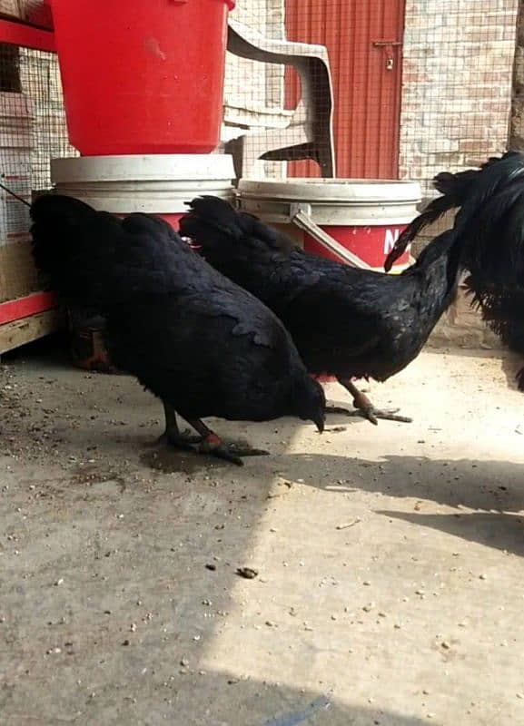 ayam cemani 1