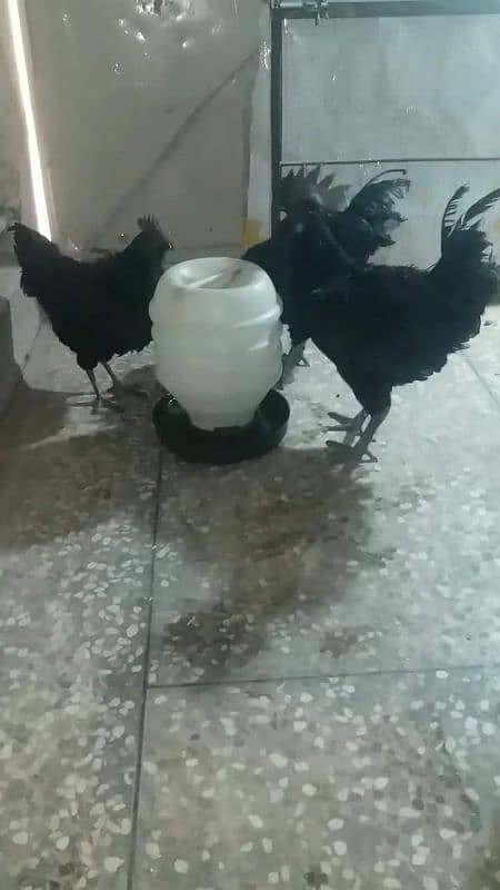 ayam cemani 2