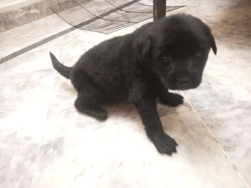 Black and fawn British Labrador puppies I Labra dog 0