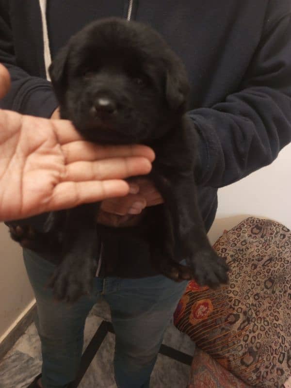 Black and fawn British Labrador puppies I Labra dog 1