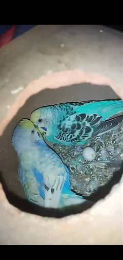 Australian budgies kafi sare he pic, video miljae gi