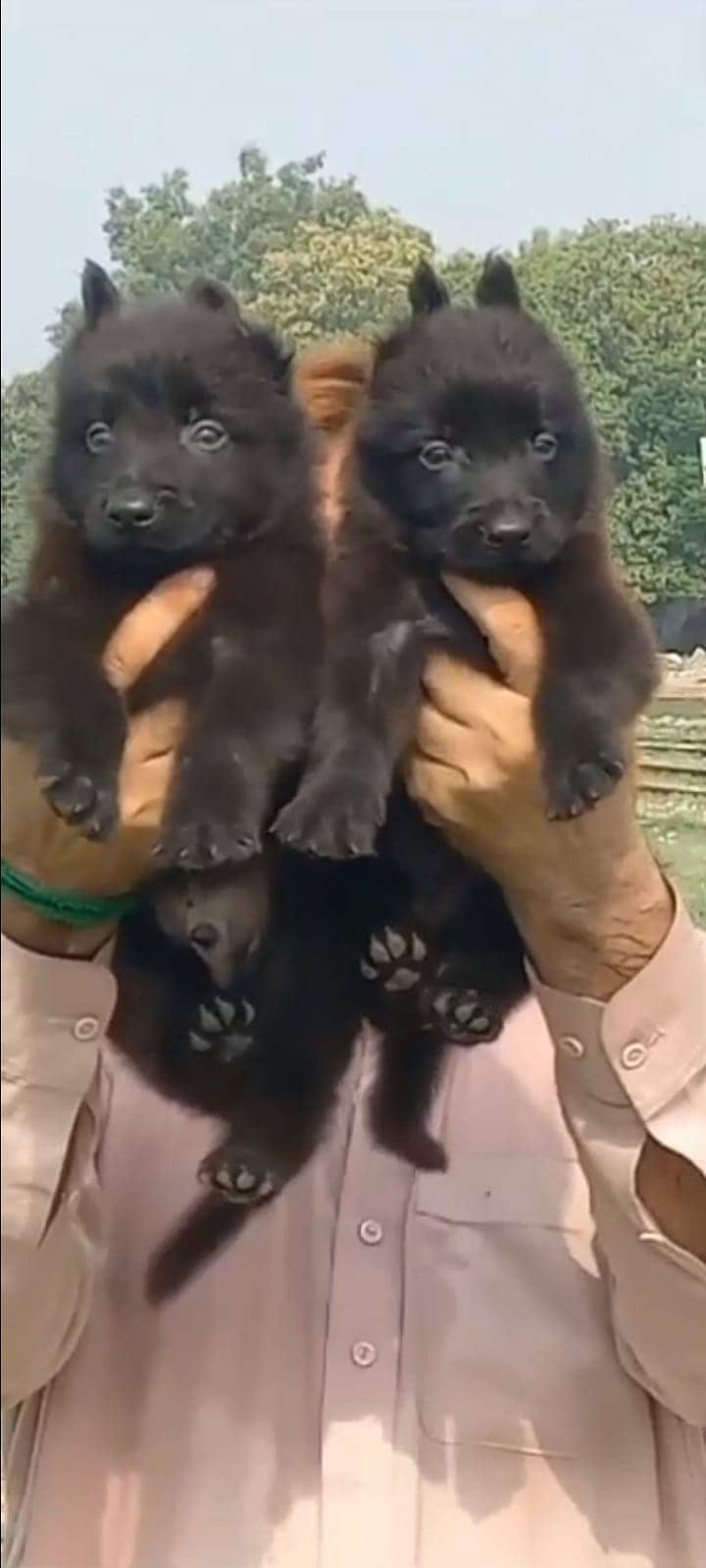 German shepherd  double coat puppies for sale 0