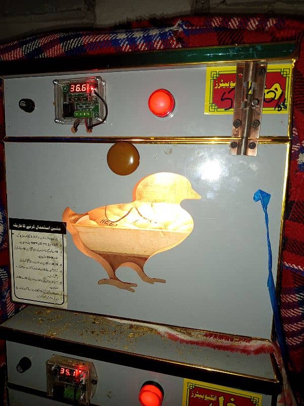 Incubulator machine_heera white Silkie buff chicks 0