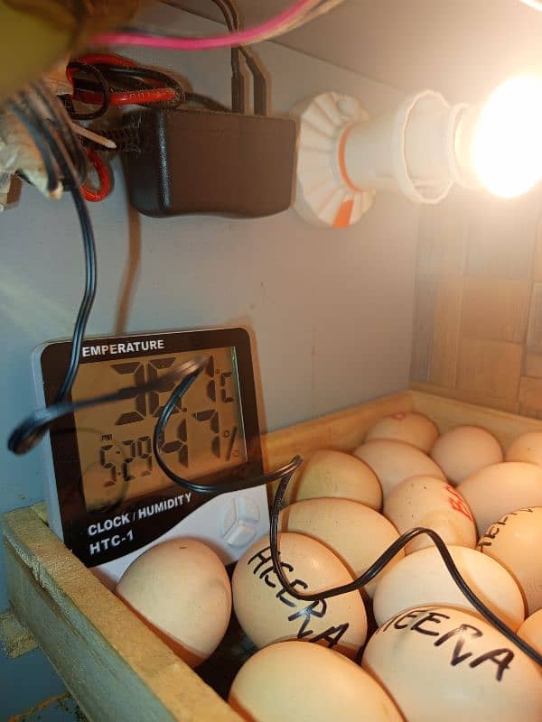 Incubulator machine_heera white Silkie buff chicks 1